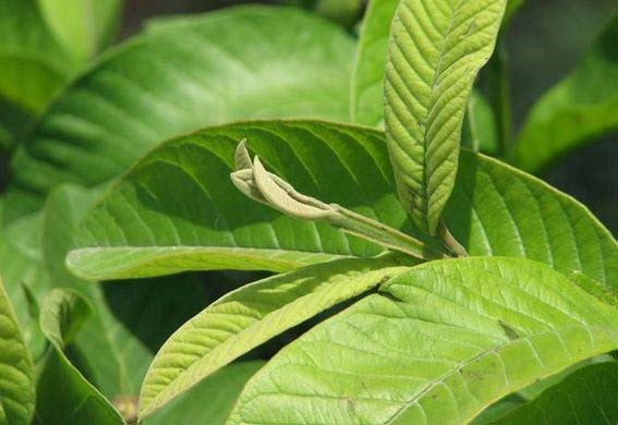 5 cách trị rụng tóc tại nhà đơn giản mà hiệu quả 5 cách trị rụng tóc tại nhà đơn giản mà hiệu quả